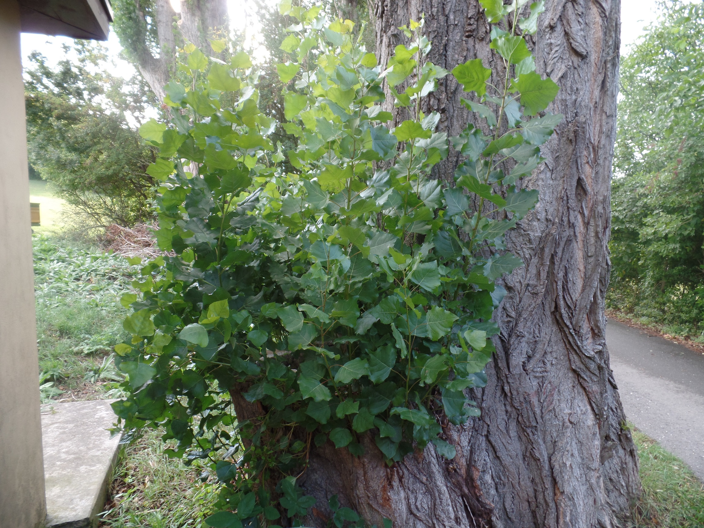 Der Feigenbaum Auf den Punkt gebracht